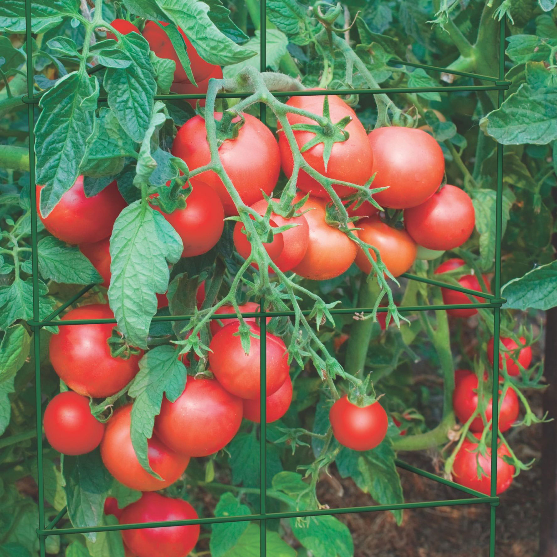 The Ideal Height for a Tomato Plant Trellis