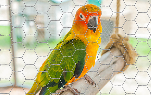 Wire Mesh