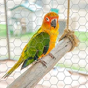 Wire Mesh for Bird Cages