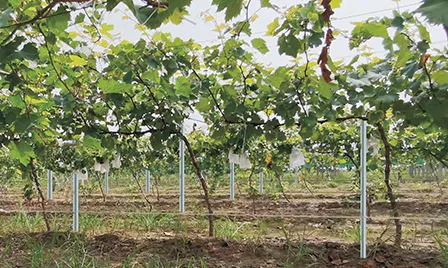 Read More About vineyard trellis posts for sale