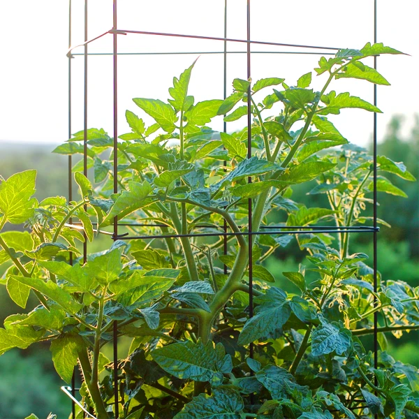 What Are the Different Types of Plant Stakes? What Are the Different Types of Plant Stakes?