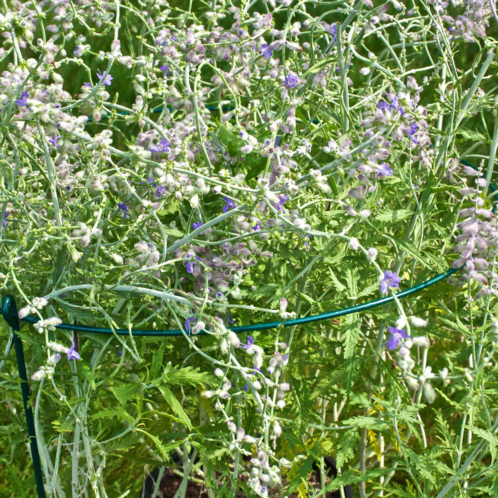 Read More About Plant Support
