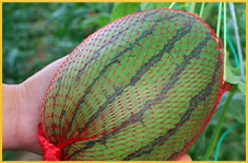 price of plastic net