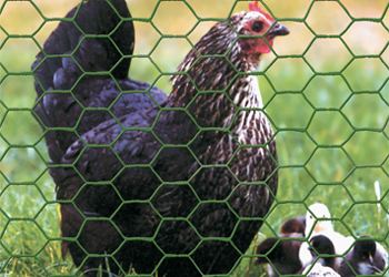 garden gabions