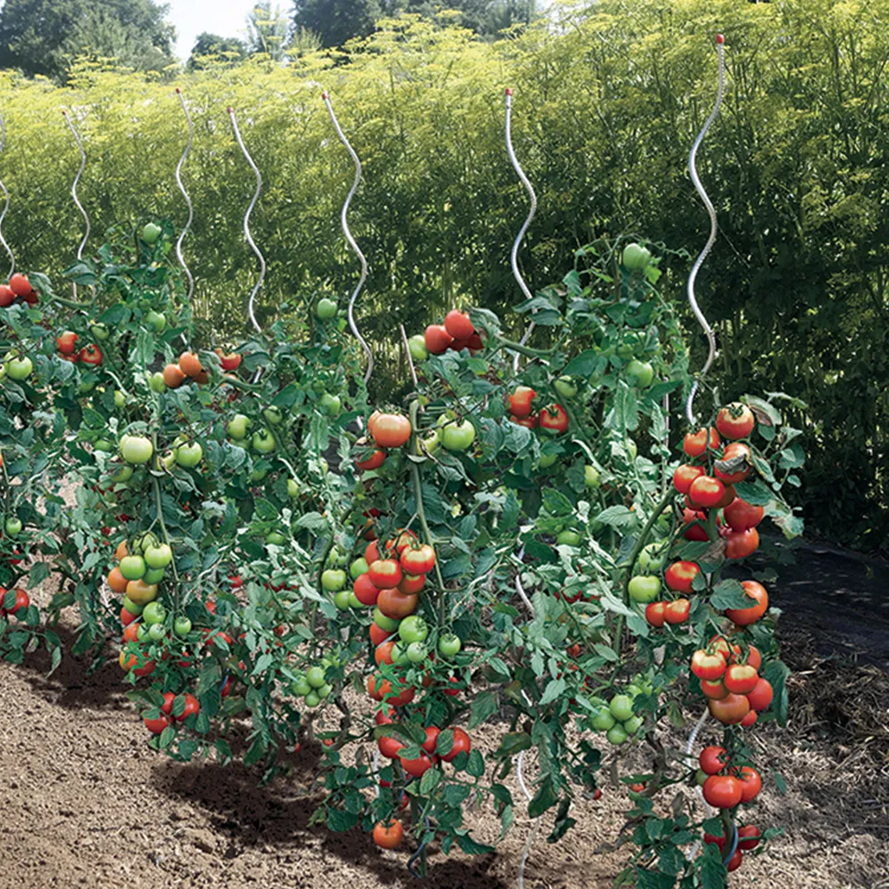 metal spiral tomato stakes